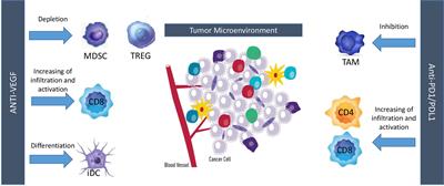Angiogenesis Inhibitors in Small Cell Lung Cancer